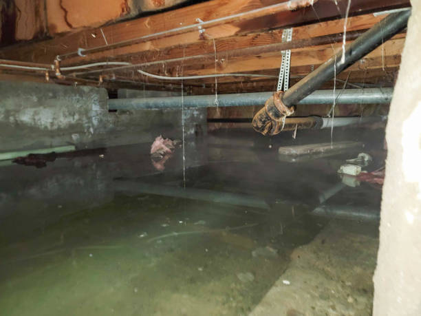 Best Carpet water damage restoration  in Silt, CO