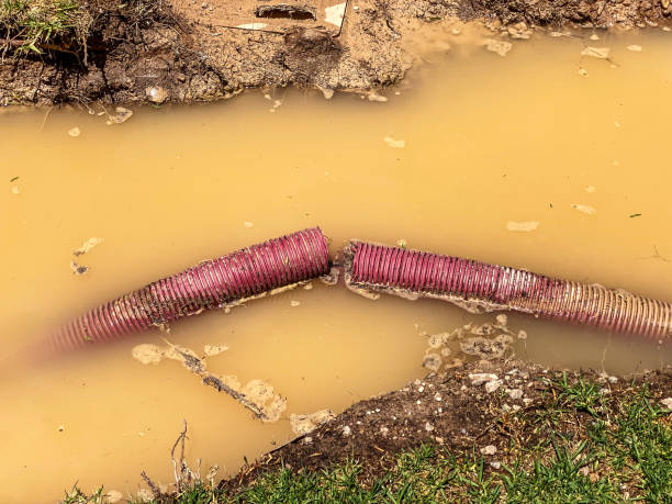 Best Professional water damage repair  in Silt, CO