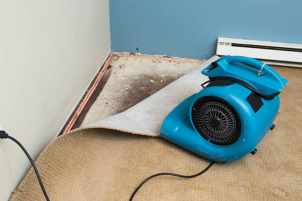 Best Mold removal after water damage  in Silt, CO